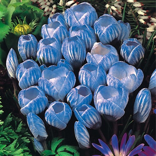 Bulbes crocus géants - bulbes, de