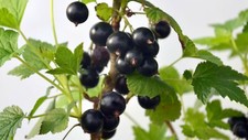 100 Graines de Cassis Méthode
