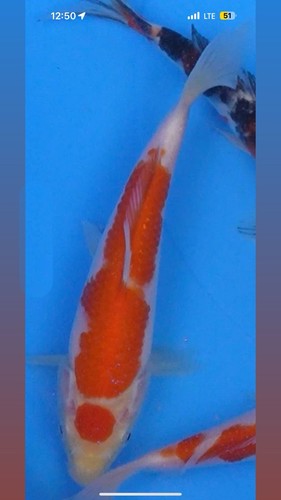 Tancho live koi fish - 9,
