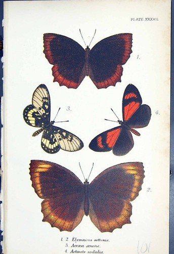 Old elymnias acraea - elymnias,