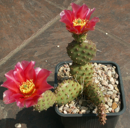 Opuntia hannover potato - x, 'potato'