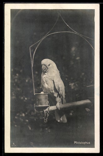 Carte postale photo cacatoès