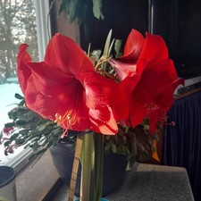 Red Amaryllis Bulbs, 1 Year