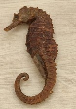 Hippocampe séché ou "Cheval