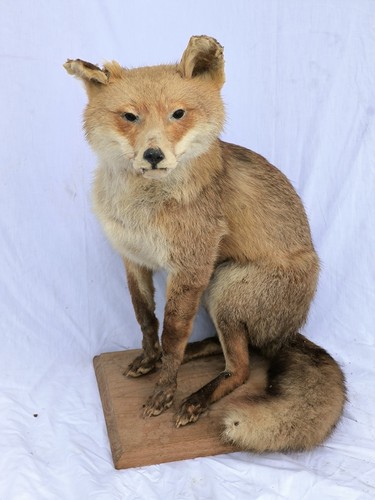 Taxidermie renard - taxidermie,