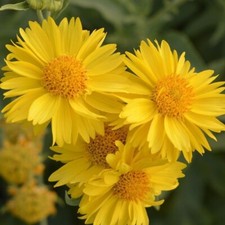 Graines Gaillarde Vivace Jaune