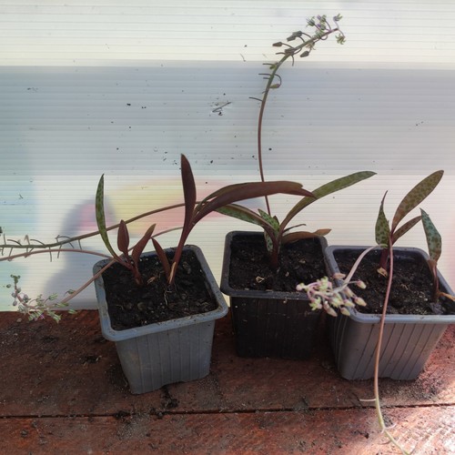 Ledebouria socialis scillata - /,