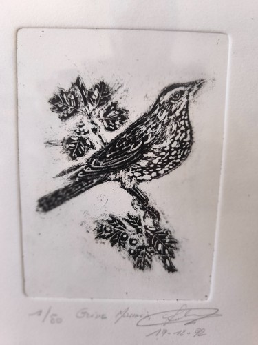 Gravure originale grive mauvis