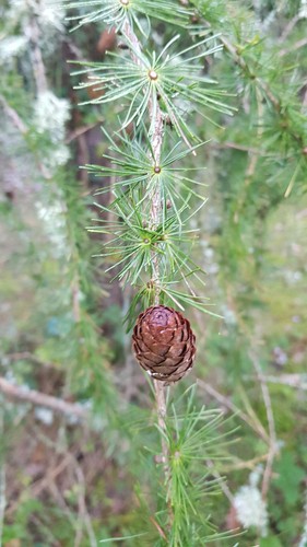 Larix decidua mélèze - /,