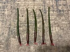 *100 red mangrove*AQUARIUM FISH SEEDS*7-11 inches each*salt or fresh*