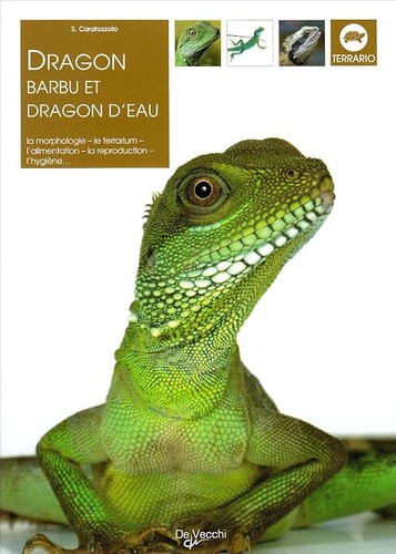 Dragon barbu eau - dragon, d'eau