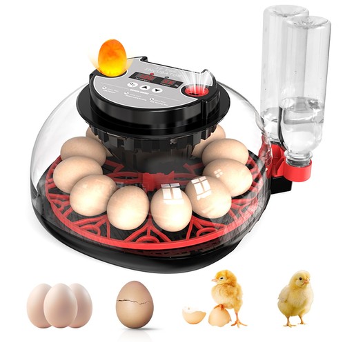 Couveuse oeuf automatique - oeuf,