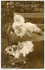 MAGNIFIQUES CHATS. CHATONS. AU