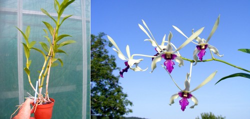 Dendrobium lili marlene - dendrobium,