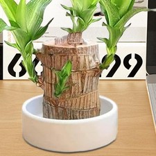 Mini Brazilian Lucky Wood Tray Hydroponic Potted Tree Stump Mini Tray Indoor Off