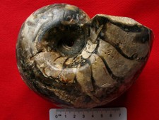 Nautile du Bathonien 