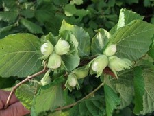 Lot De 10 Graines De Noisetier