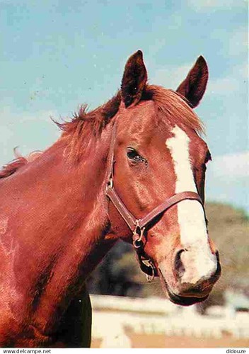 Postcard animals horses - horses,