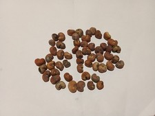 60 graines de Baobab   bio 