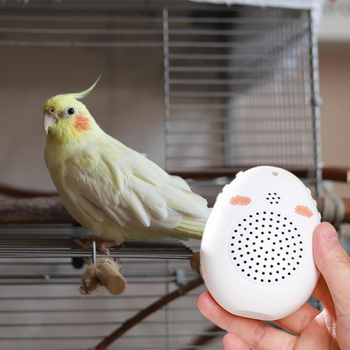 Jouet compact pour perroquet - jouet,