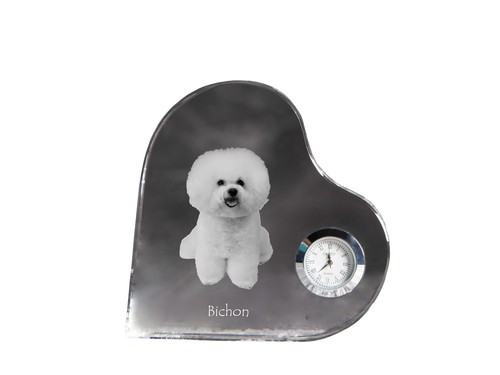 Bichon frisé - frisé,,