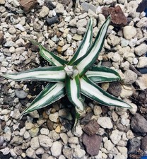 RARE ! BIG AGAVE VICTORIAE