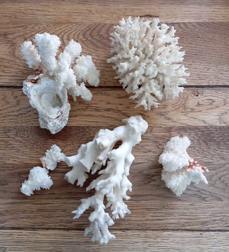 Lot coraux blancs - de,