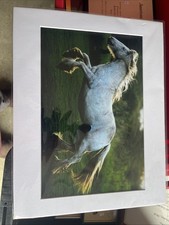 Irish Cob Horse 11x14 Robert