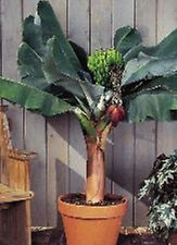 BANANIER D'INTERIEUR  Musa Cavendishii  lot de 2 pieds