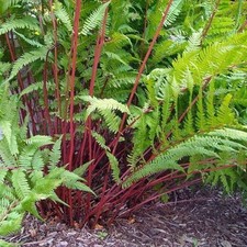 Athyrium Lady in Red Fougère