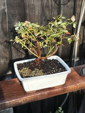 13-14 YEAR OLD LARGE BLUEBERRY BONSAI TREE- FREE SHIPPING