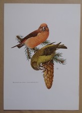 planche OISEAUX : Beccroisé