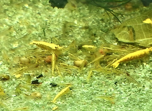 Crevettes caridines néons - 12,