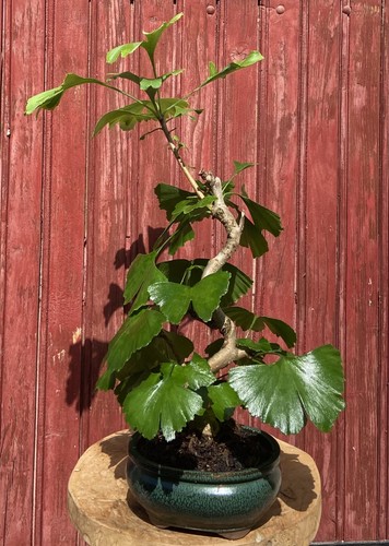 Bonsaï ginkgo biloba - bonsaÏ, ans
