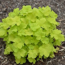 Heuchera villosa 'Citronelle' - Heuchère citronnelle jaune