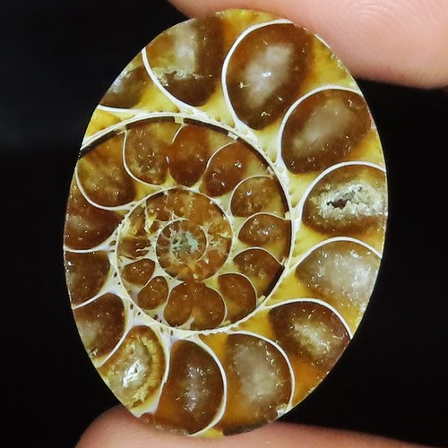 Ammonite fossil cabochon - fossil,