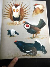 OISEAUX  (VIE / MOEURS DES) -