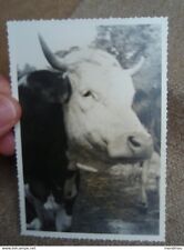 Pretty old photo - cow - portrait
