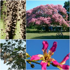 10 graines de Ceiba pentandra