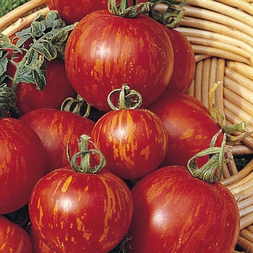 Tomate tigerella graines - tigerella, 5+