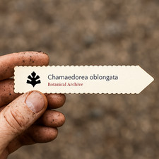 Chamaedorea oblongata | 10