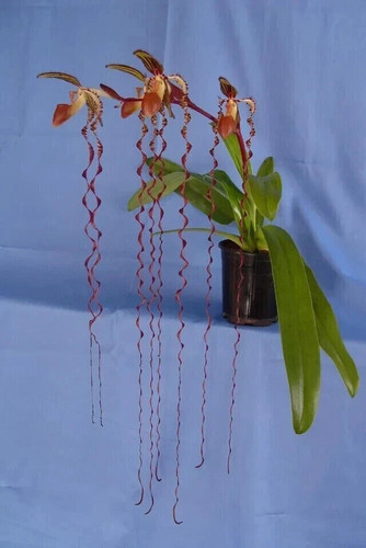 Paphiopedilum sanderianum