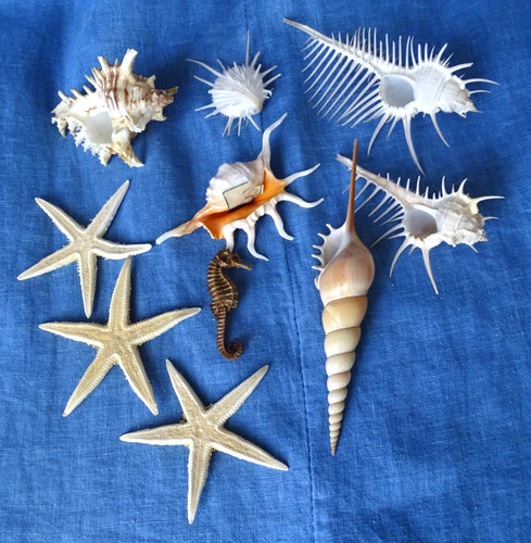 Lot coquillages peigne - lot,