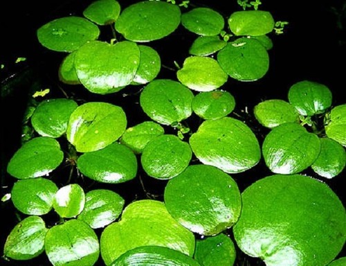 Limnobium laevigatum x - ,