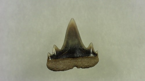 Shark tooth abdounia - shark, beaugei