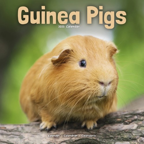 Calendrier 2025 cochon - calendrier,