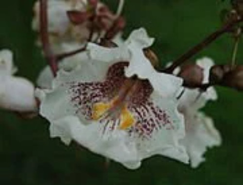 Graines catalpa - de,