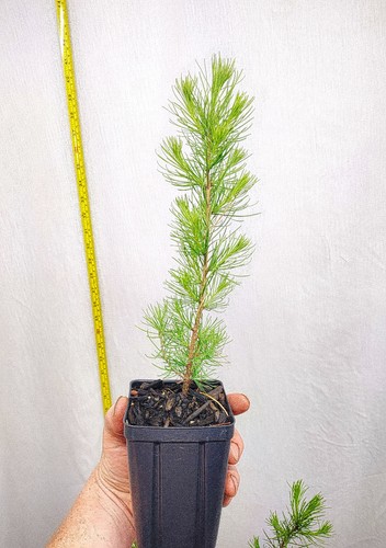 Western larch tree small - western,