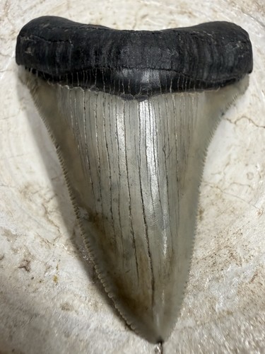 Chubutensis shark tooth - 3.1”,