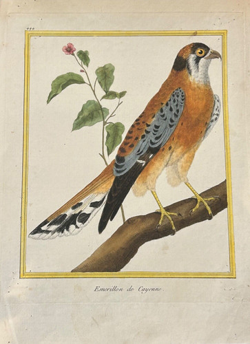 Oiseaux rapace émérillon - rapace,